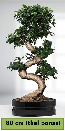 80 cm zel saksda bonsai bitkisi  Ankara iekli Mahallesi Oran 14 ubat sevgililer gn