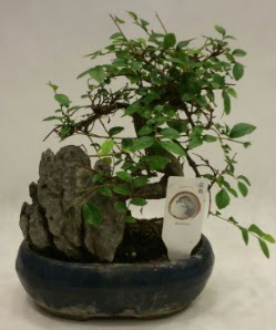 thal 1.ci kalite bonsai japon aac  Ankara Pnarba Mahallesi sevgilime hediye iek 