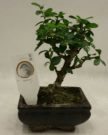 Kk minyatr bonsai japon aac  Ankara Esertepe Mahallesi cicek