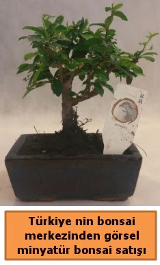 Japon aac bonsai sat ithal grsel  Ankara Emrah Mahallesi iek gnderme 