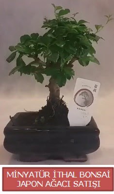 Kk grsel bonsai japon aac bitkisi  Ankara Etlik Mahallesi iek servisi 