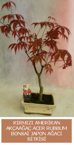 Amerikan akaaa Acer Rubrum bonsai  Ankara Ykseltepe Mah iek gnderme 