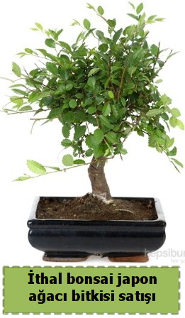 thal bonsai saks iei Japon aac sat  Ankara Aaelence Mahallesi cicekciler 