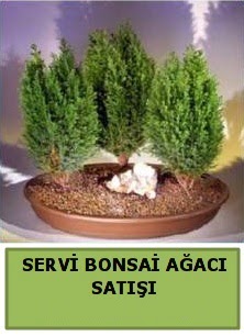 BONSA 3 L SERV BONSA AACI  Ankara iekli Mahallesi Oran 14 ubat sevgililer gn