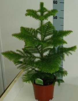 60 cm Salon am araucaria heterophylla  Ankara Esertepe Mahallesi cicek