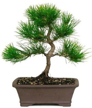 Bonsai am aac japon aac bitkisi  Ankara Kanuni Mahallesi gvenli hzl iek 