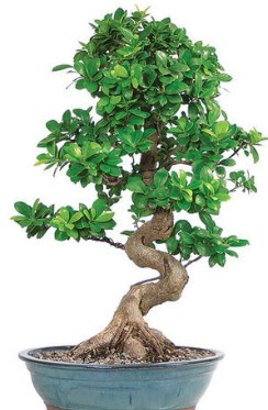 Yaklak 70 cm yksekliinde ithal bonsai  Ankara iekli Mahallesi Oran 14 ubat sevgililer gn