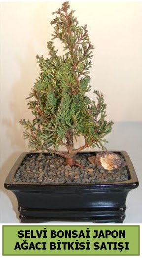 Selvi am japon aac bitkisi bonsai  Ankara iekli Mahallesi Oran 14 ubat sevgililer gn