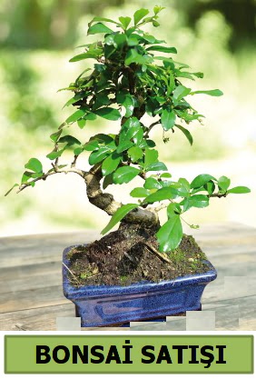 am bonsai japon aac sat  Ankara Pnarba Mahallesi sevgilime hediye iek 