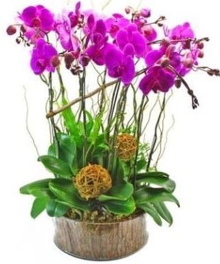 Ahap ktkte lila mor orkide 8 li  Ankara Kanuni Mahallesi gvenli hzl iek 