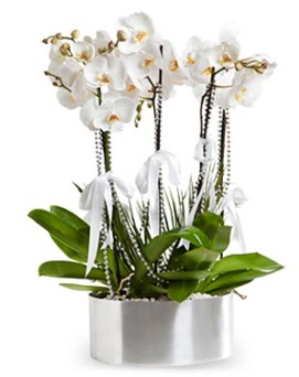 Be dall metal saksda beyaz orkide  Ankara Emrah Mahallesi iek gnderme 