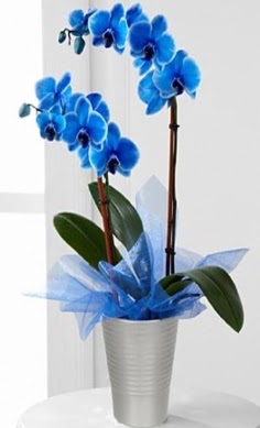Seramik vazo ierisinde 2 dall mavi orkide  Ankara Etlik Mahallesi iek servisi 