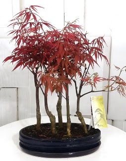 5 adet japon akaaa bonsai iei  Ankara Pnarba Mahallesi sevgilime hediye iek 
