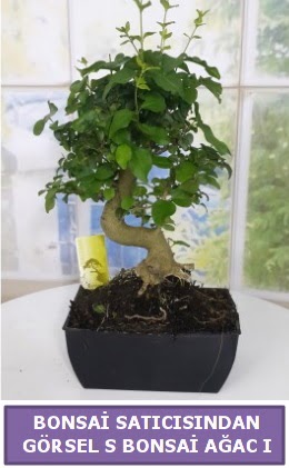 S dal erilii bonsai japon aac  Ankara Pnarba Mahallesi sevgilime hediye iek 