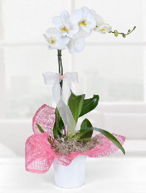 Tek dall beyaz orkide seramik saksda  Ankara Esertepe Mahallesi cicek 
