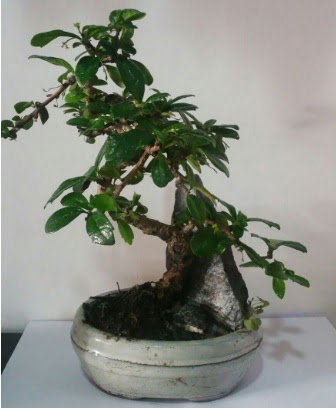 S eklinde ithal bonsai aac  Ankara Emrah Mahallesi iek gnderme 