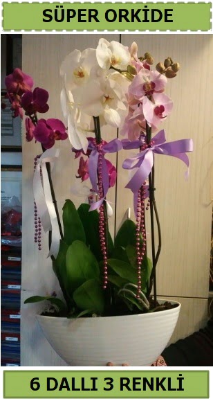 6 dall 3 renk zel vazoda orkide iei  Ankara Pnarba Mahallesi sevgilime hediye iek 