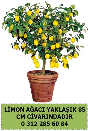 Limon aac bitkisi  Ankara Pnarba Mahallesi sevgilime hediye iek 