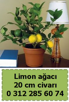 Limon aac bitkisi  Ankara iekli Mahallesi Oran 14 ubat sevgililer gn