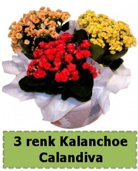 3 renk Kalanchoe Calandiva saks bitkisi  Ankara Esertepe Mahallesi cicek