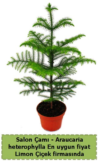 Araucaria heterophylla Salon am tek dall  Ankara Pnarba Mahallesi sevgilime hediye iek 