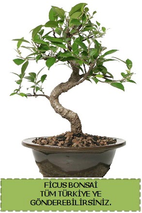 Ficus bonsai  Ankara Sanatoryum iek maazas 