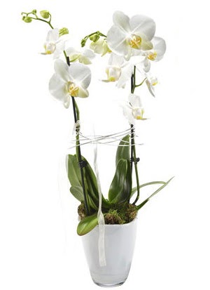 2 dall beyaz seramik beyaz orkide sakss  Ankara Sanatoryum iek maazas 