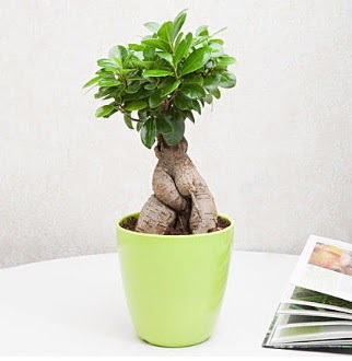 Ficus Ginseng Bonsai  Ankara Ufuktepe online iek gnderme