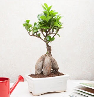 Exotic Ficus Bonsai ginseng  Ankara Basnevleri Mahallesi iek siparii 