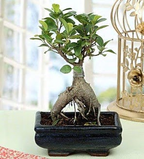 Appealing Ficus Ginseng Bonsai  Ankara Kalaba ieki 