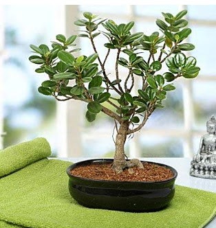 Lovely Ficus Iceland Bonsai  Ankara Kalaba ieki 