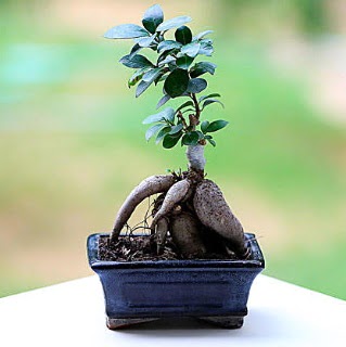Marvellous Ficus Microcarpa ginseng bonsai  Ankara Yayla Mahallesi iek yolla 