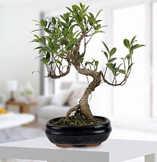 Gorgeous Ficus S shaped japon bonsai  Ankara Kucaz Mahallesi hediye iek yolla 