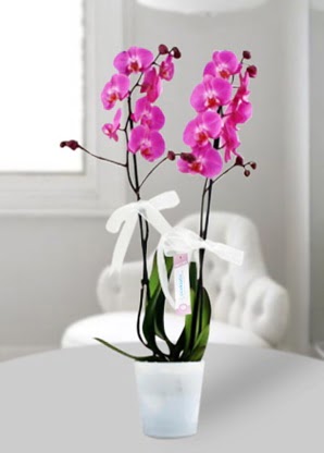 ift dall mor orkide  Ankara Glkaya Mahallesi kaliteli ucuz iekler 