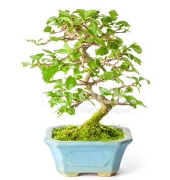 S zerkova bonsai ksa sreliine  Ankara Aaelence Mahallesi cicekciler 