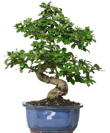 21 ile 25 cm aras zel S bonsai japon aac  Ankara iekli Mahallesi Oran 14 ubat sevgililer gn