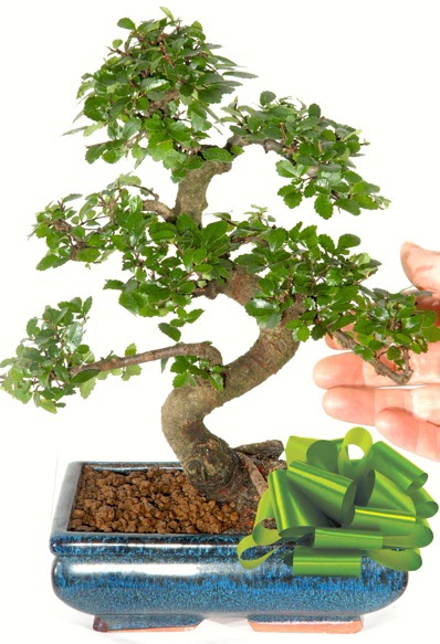 Yaklak 25 cm boyutlarnda S bonsai  Ankara Ufuktepe Mahallesi yurtii iek siparii 