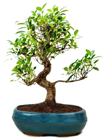 25 cm ile 30 cm aralnda Ficus S bonsai  Ankara Sanatoryum iek maazas 