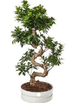 90 cm ile 100 cm civar S peyzaj bonsai  Ankara Sanatoryum iek maazas 