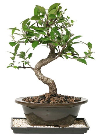 Altn kalite Ficus S bonsai  Ankara iekli Mahallesi Oran 14 ubat sevgililer gn Sper Kalite