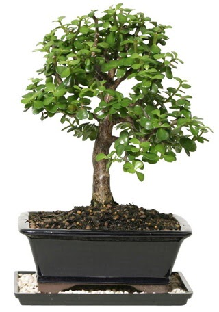 15 cm civar Zerkova bonsai bitkisi  Ankara Ufuktepe Mahallesi yurtii iek siparii 