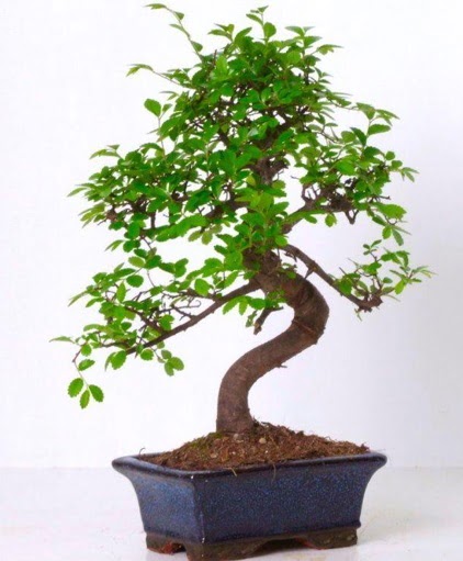 S gvdeli bonsai minyatr aa japon aac  Ankara Sanatoryum iek maazas 